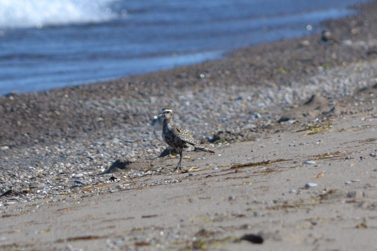 American Golden-Plover - ML642398644