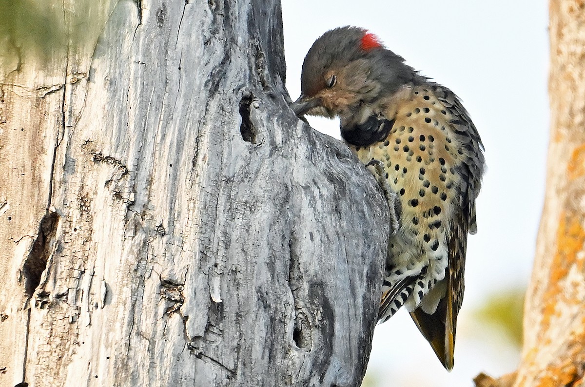 Northern Flicker (Yellow-shafted) - ML642398645