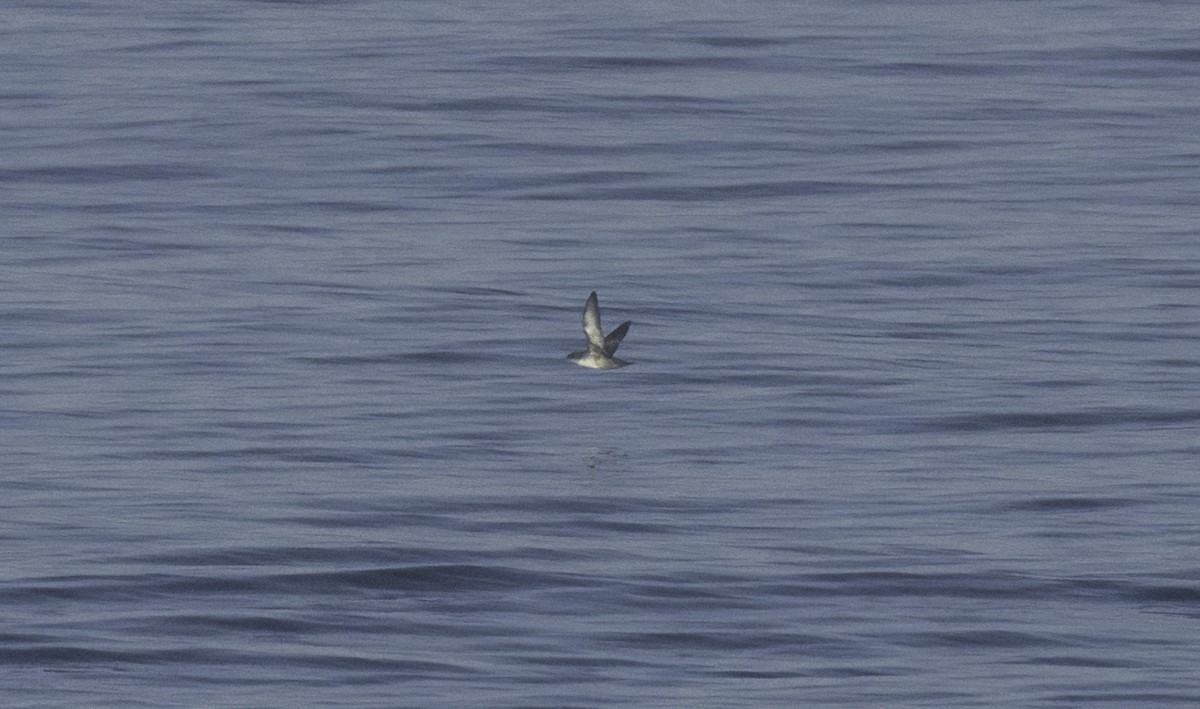 Balearic Shearwater - ML642398647