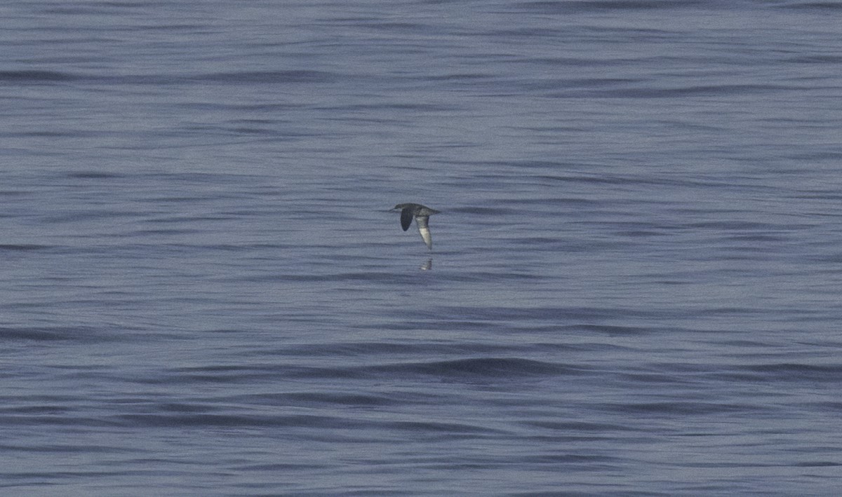 Balearic Shearwater - ML642398648