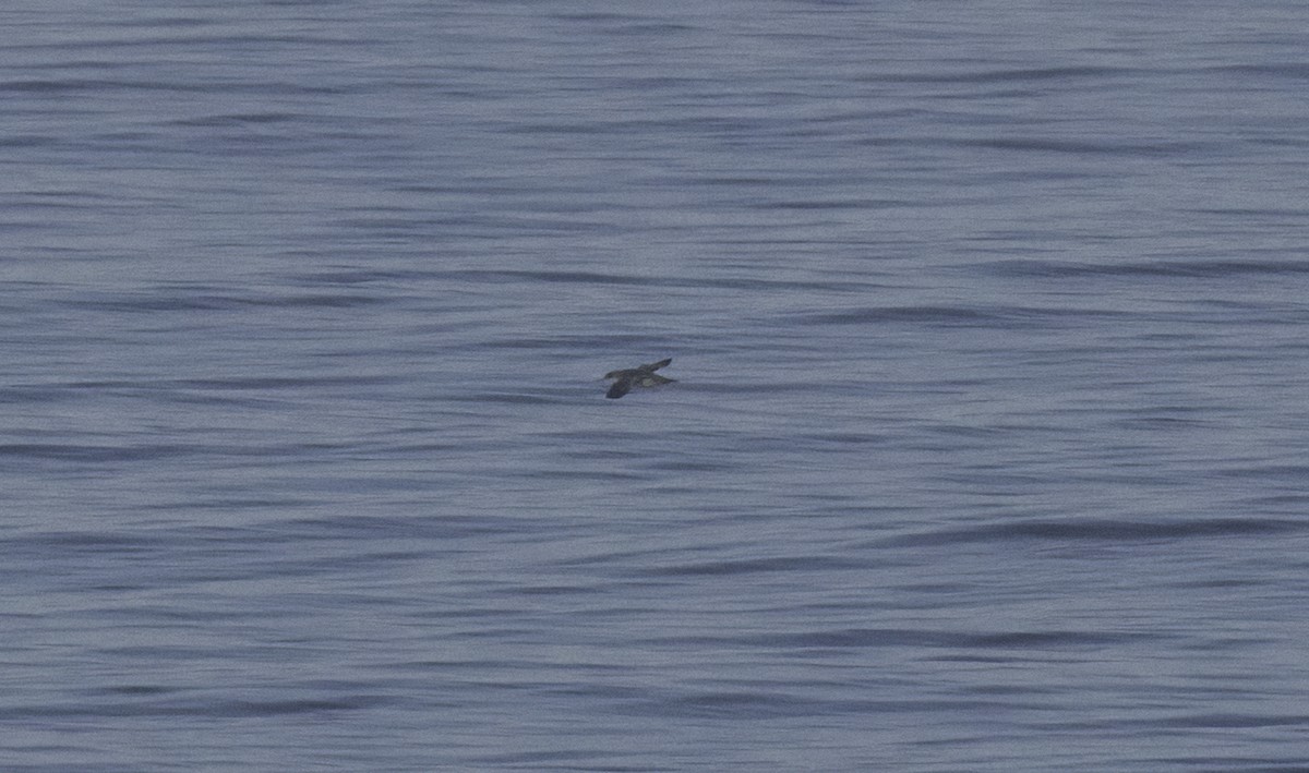 Balearic Shearwater - ML642398650