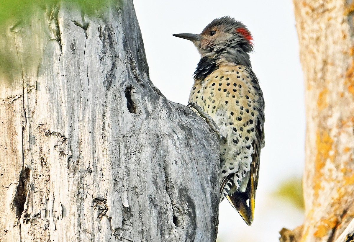 Northern Flicker (Yellow-shafted) - ML642398651