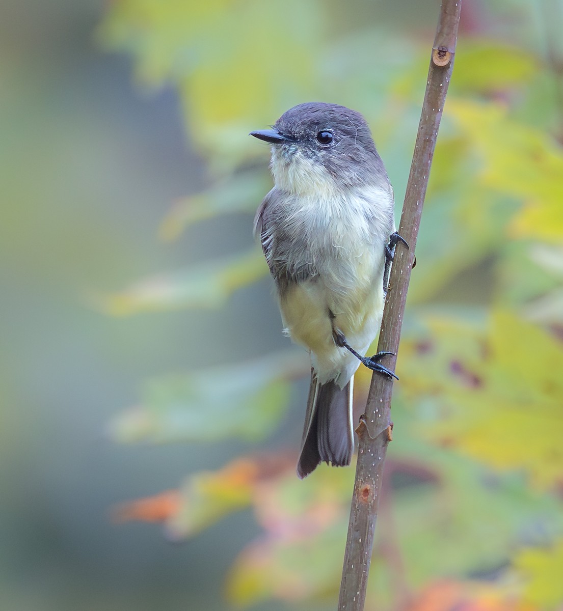 Eastern Phoebe - ML642398654