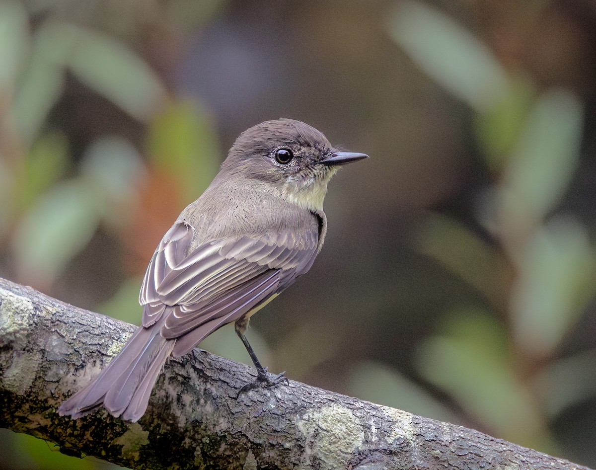 Eastern Phoebe - ML642398655