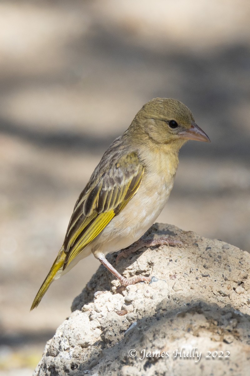 Rüppell's Weaver - ML642398657