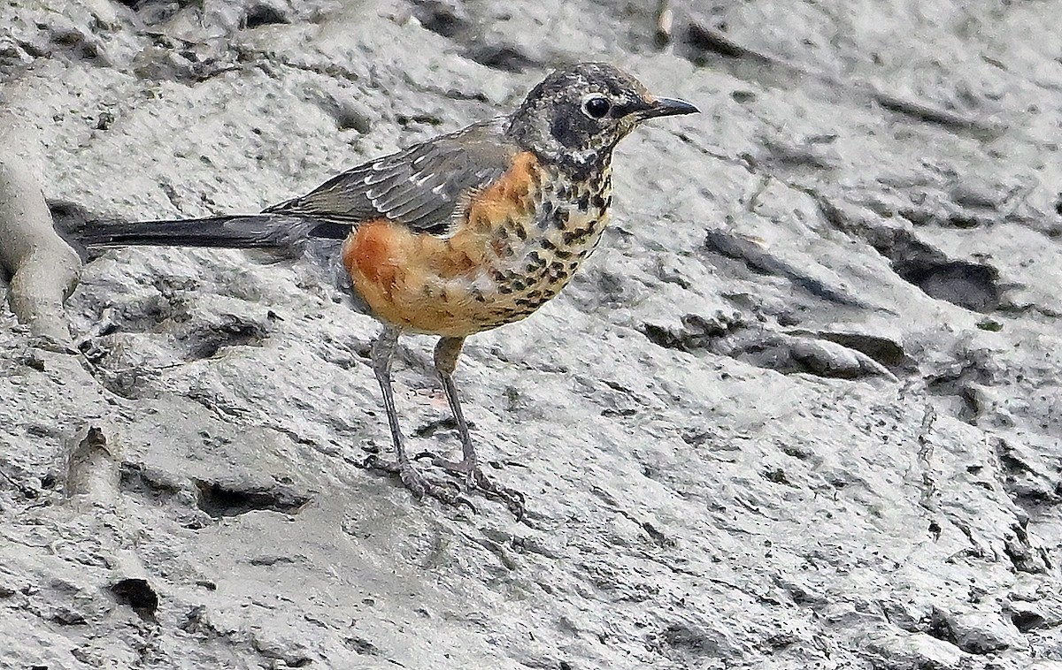 American Robin - ML642398667