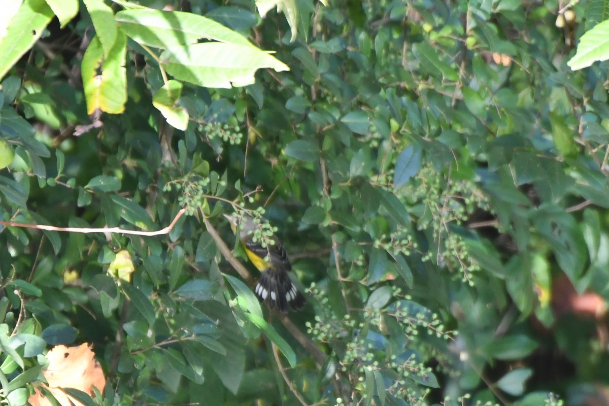 Magnolia Warbler - ML642398668