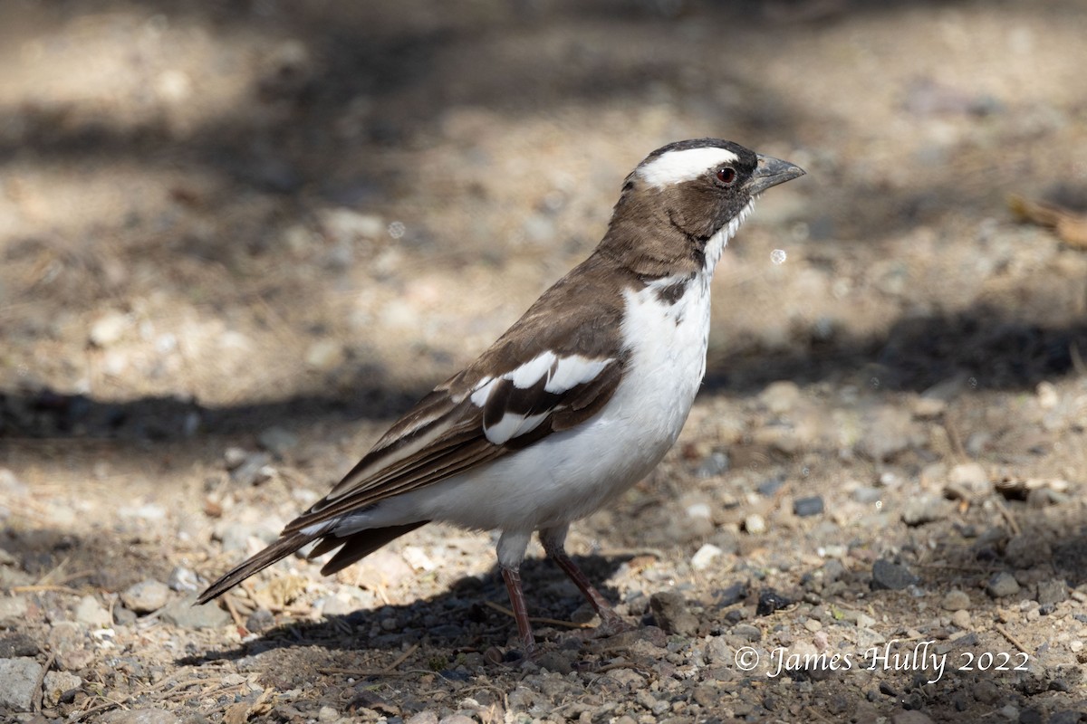 White-browed Sparrow-Weaver - ML642398670
