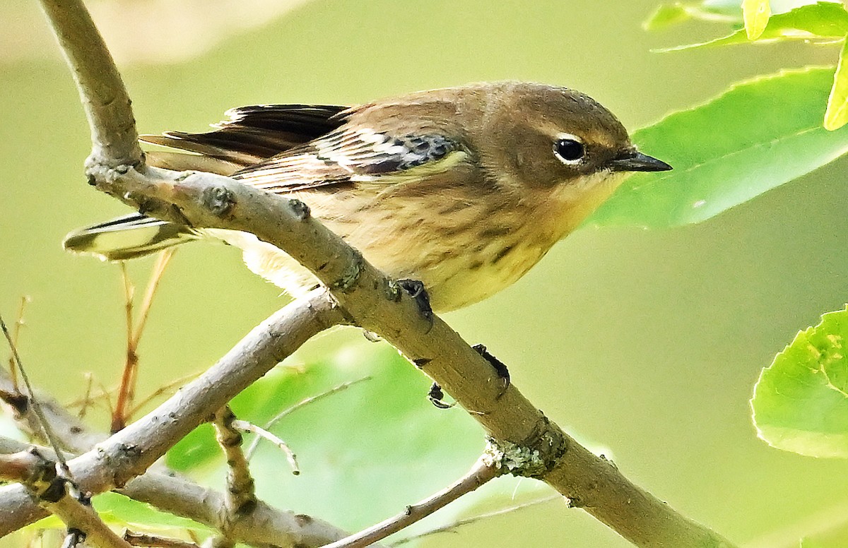 Yellow-rumped Warbler - ML642398672