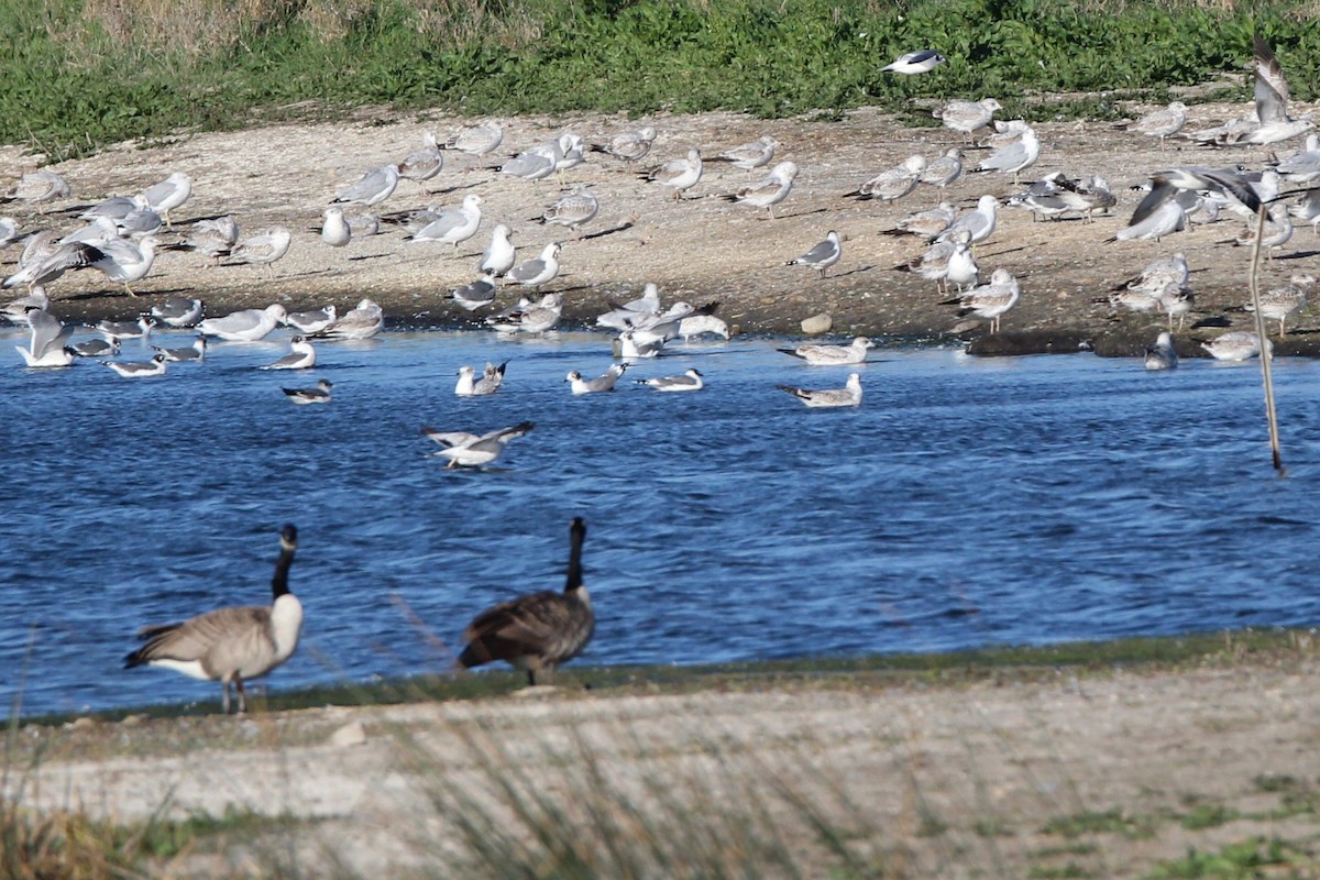 Canada Goose - ML642398673