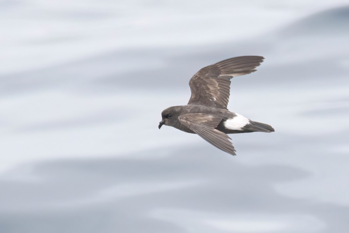 European Storm-Petrel - ML642398675