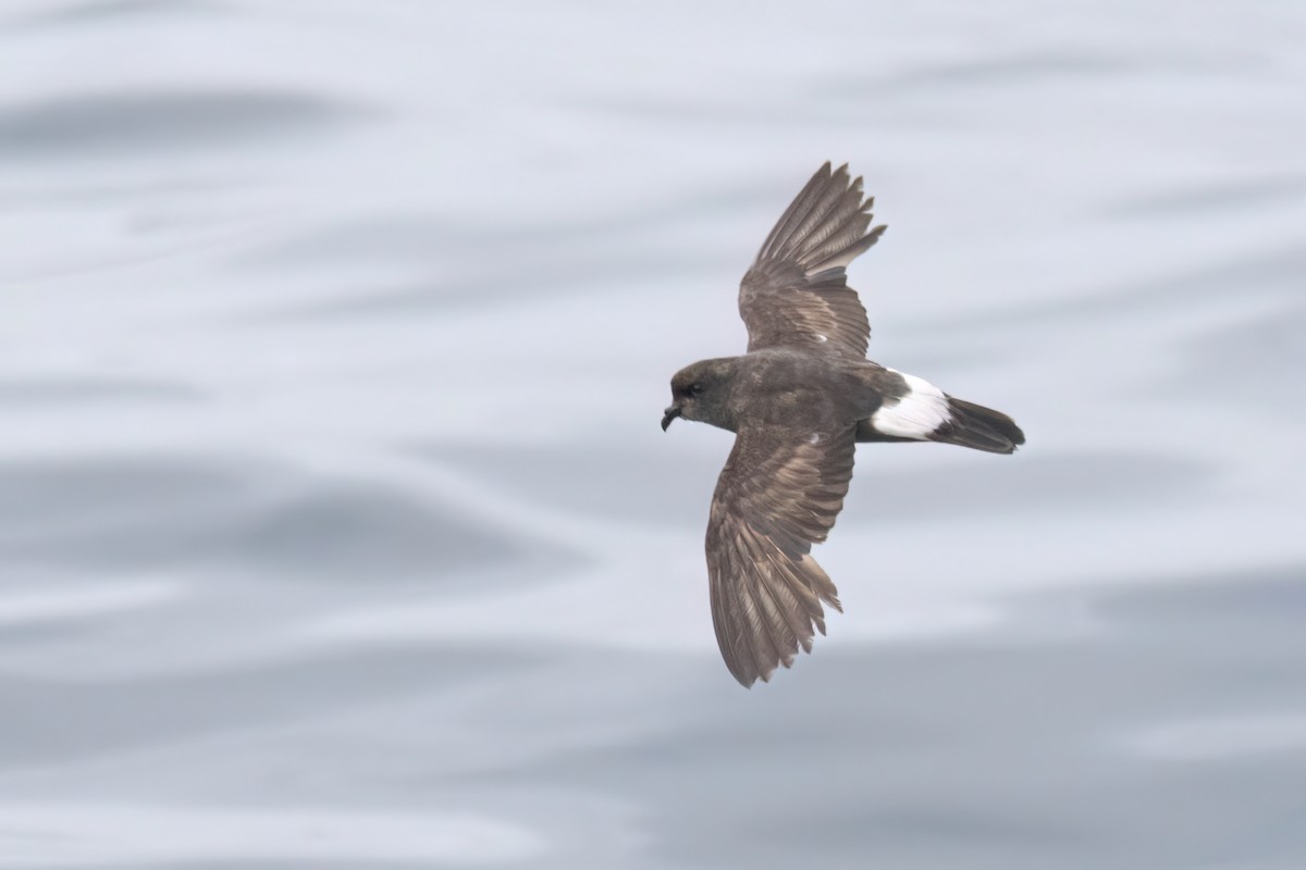 European Storm-Petrel - ML642398676