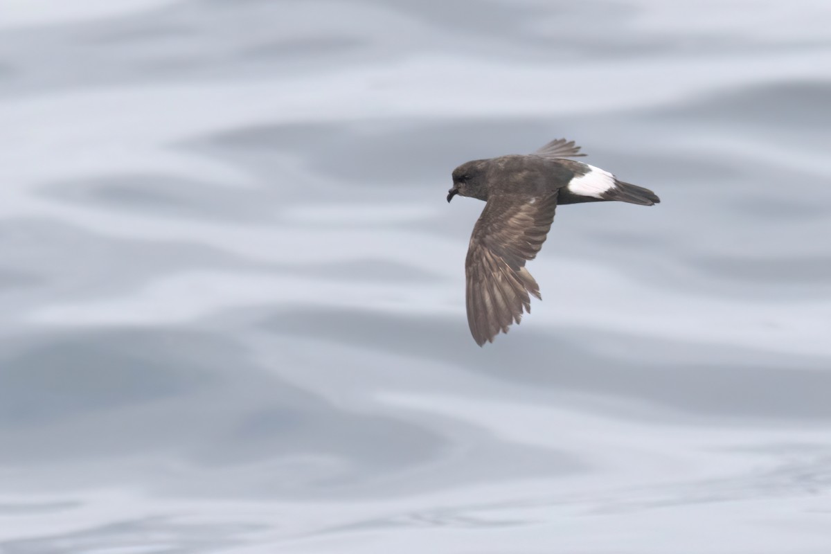 European Storm-Petrel - ML642398677
