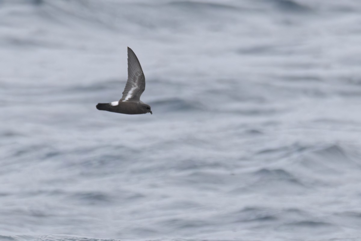European Storm-Petrel - ML642398679