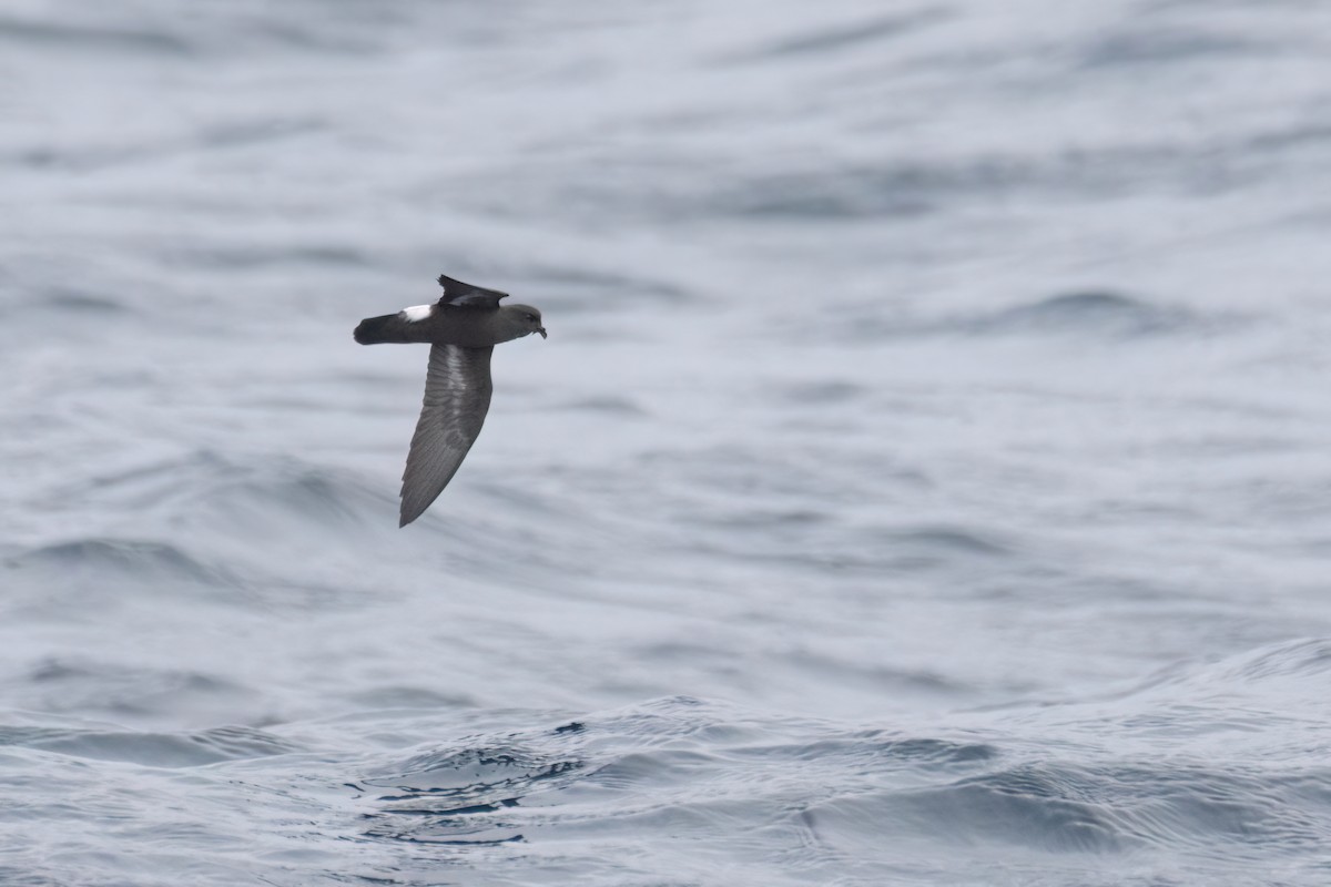 European Storm-Petrel - ML642398680