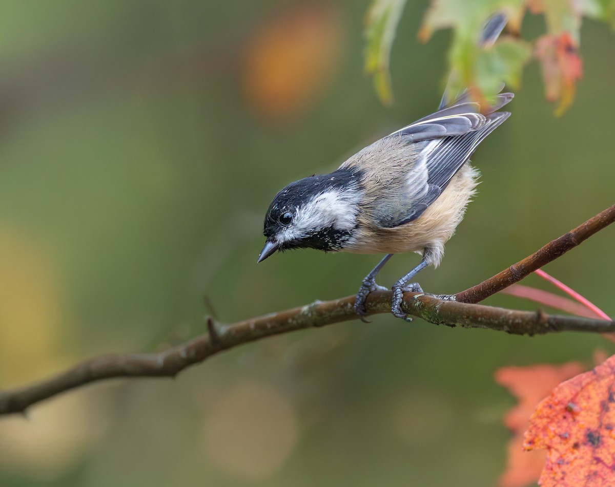 Black-capped Chickadee - ML642398681