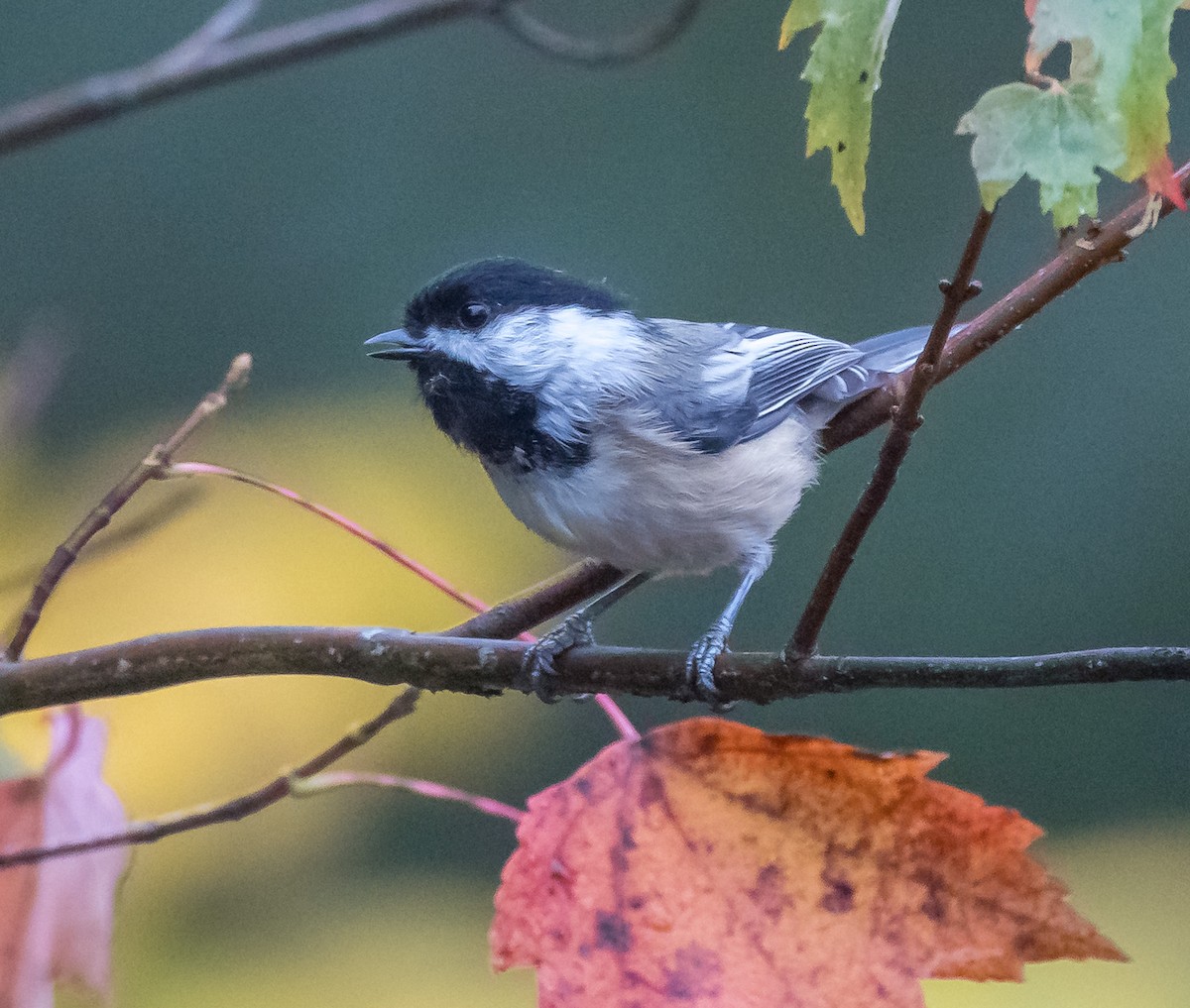 Black-capped Chickadee - ML642398682