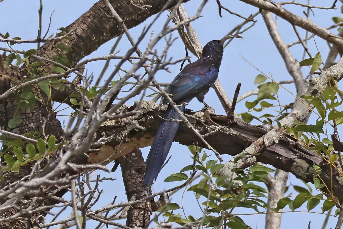 Common Scimitarbill - ML642398688