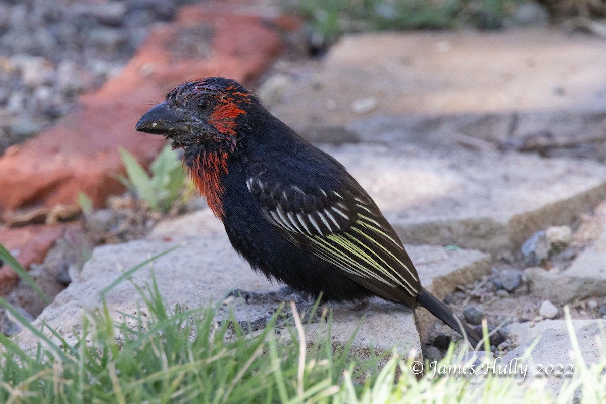 Черноклювая либия - ML642398697