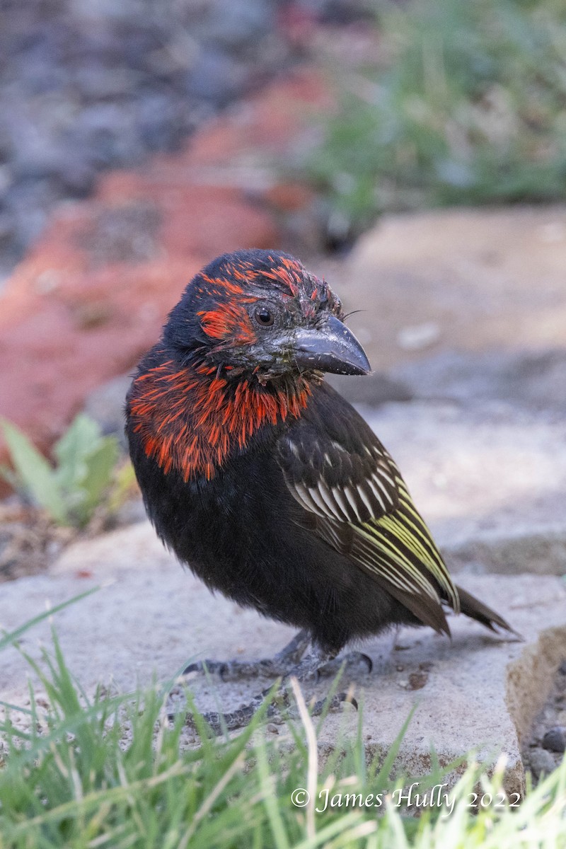 Черноклювая либия - ML642398698