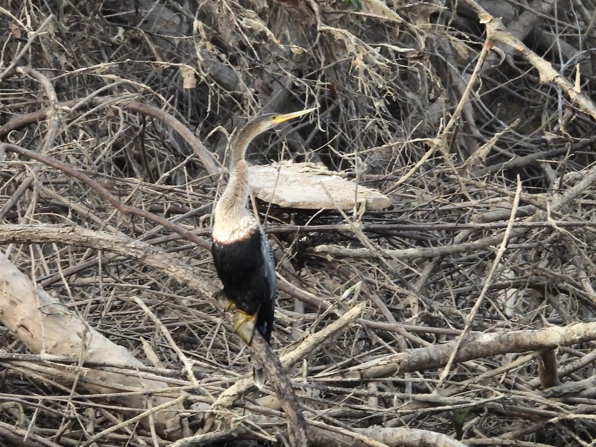 Anhinga Americana - ML642398712