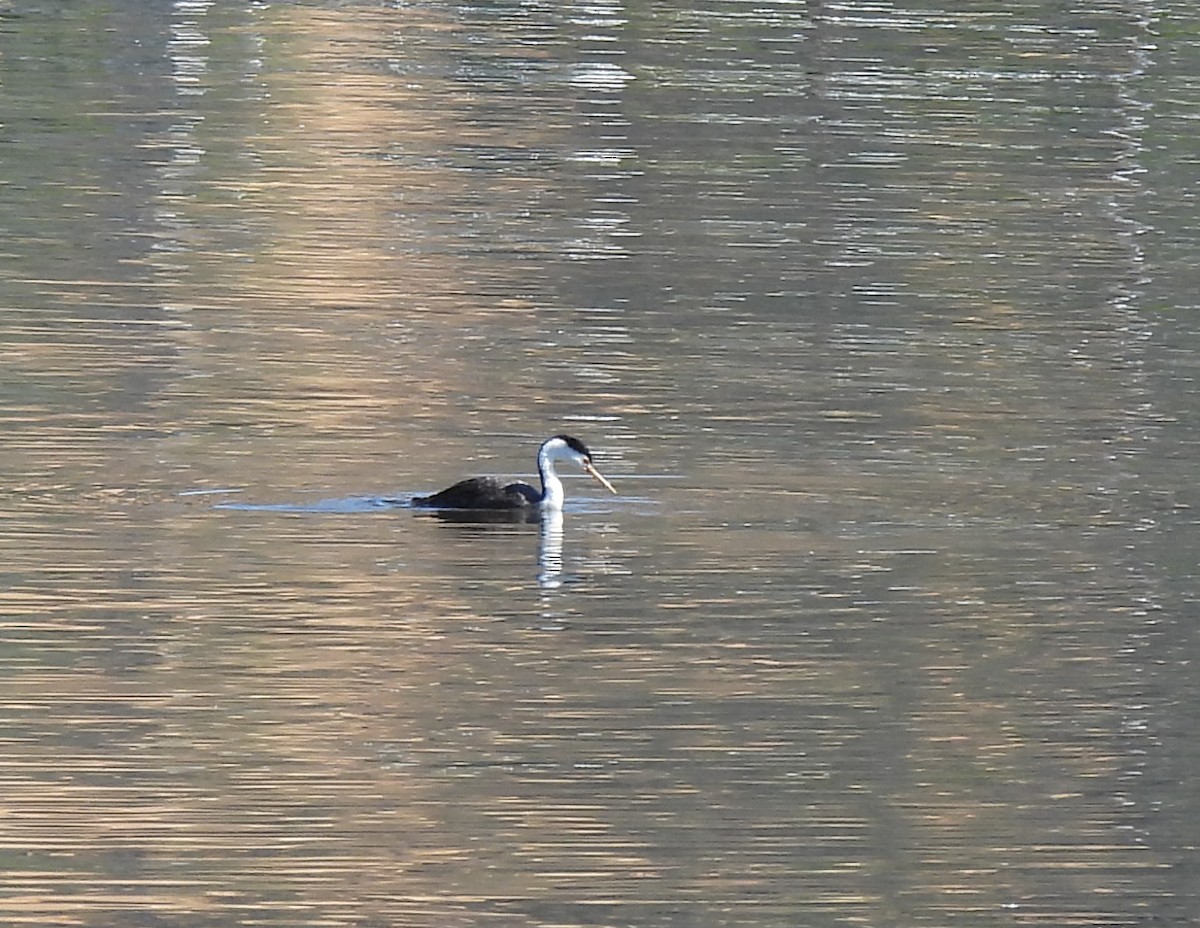 Clark's Grebe - ML642398756
