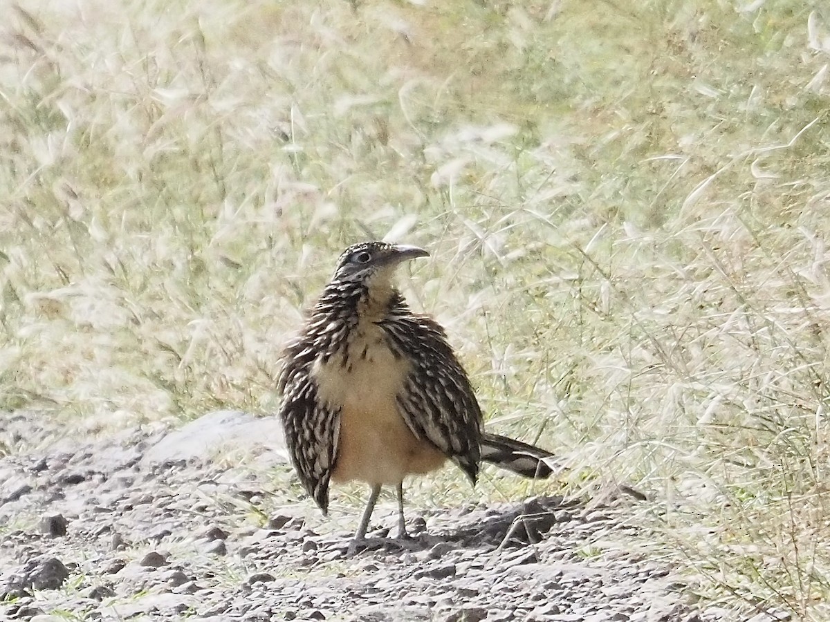 Lesser Roadrunner - ML642398757