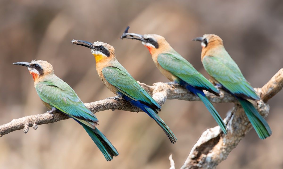 White-fronted Bee-eater - ML642398761