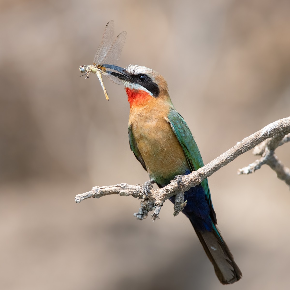 White-fronted Bee-eater - ML642398762