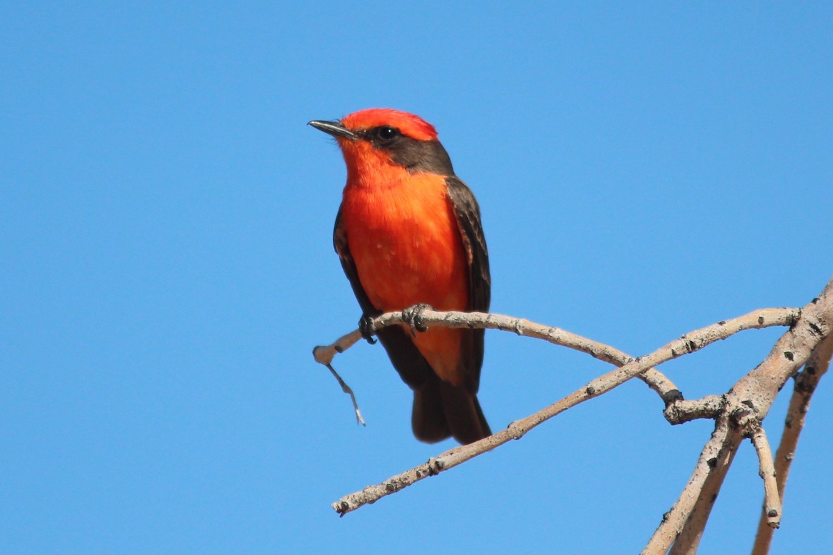 Mosquero Cardenal - ML642398763