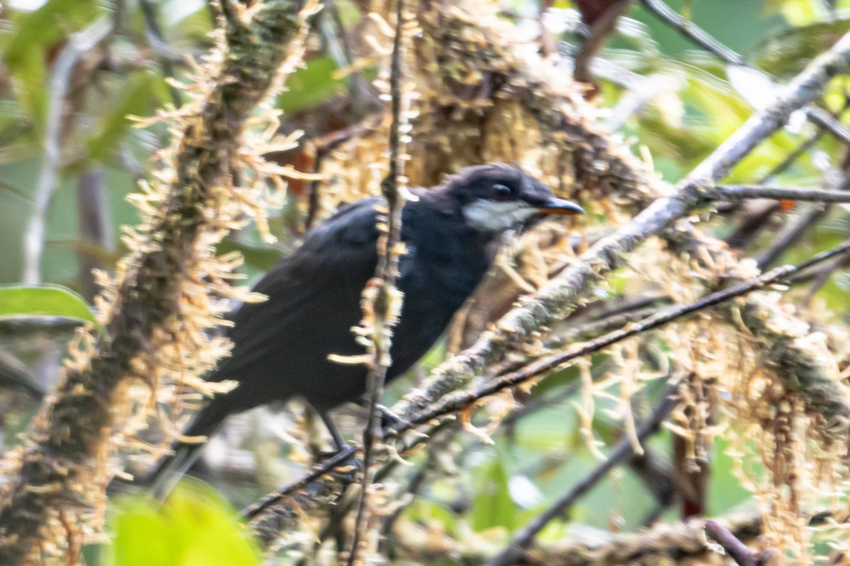 Black Solitaire - ML642398769