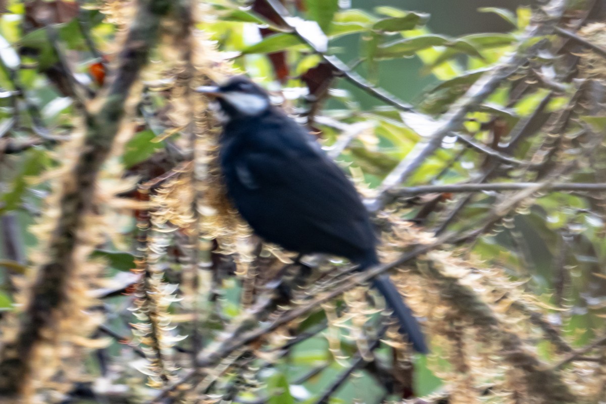 Black Solitaire - ML642398778