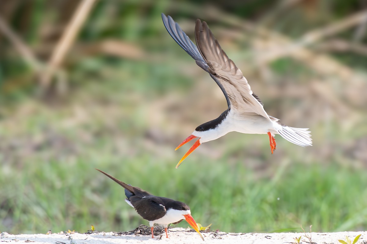 African Skimmer - ML642398789