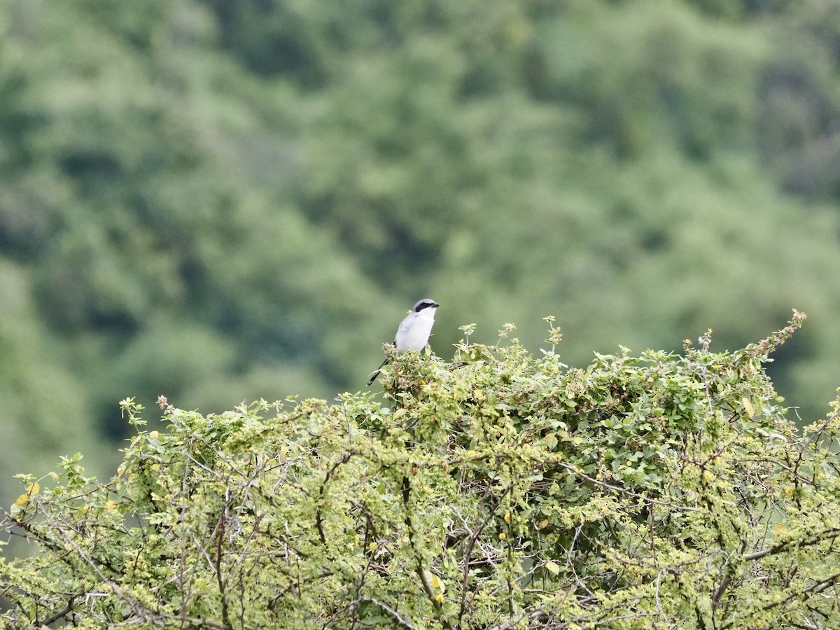 Loggerhead Shrike - ML642398790