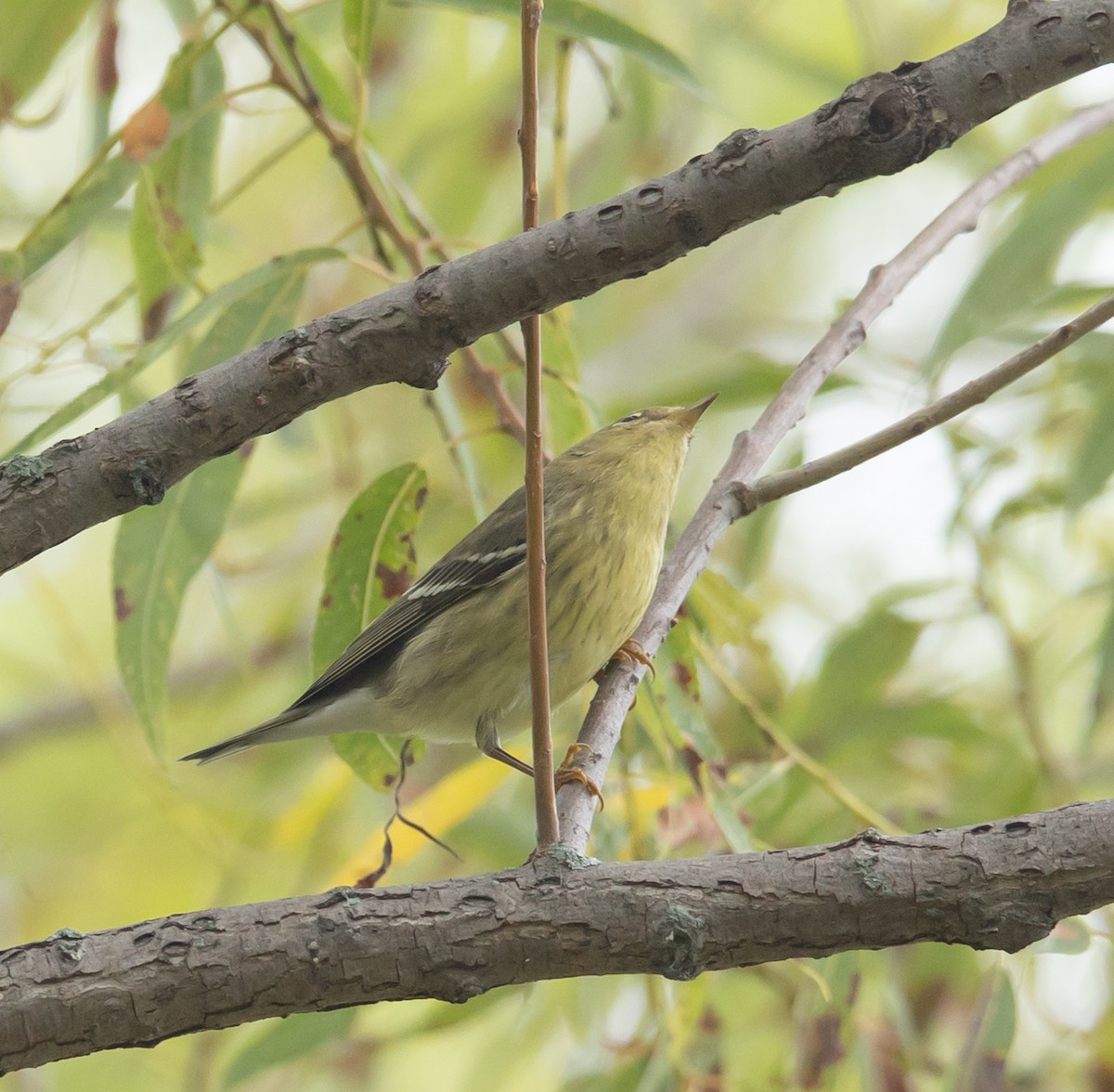 Blackpoll Warbler - ML642398792