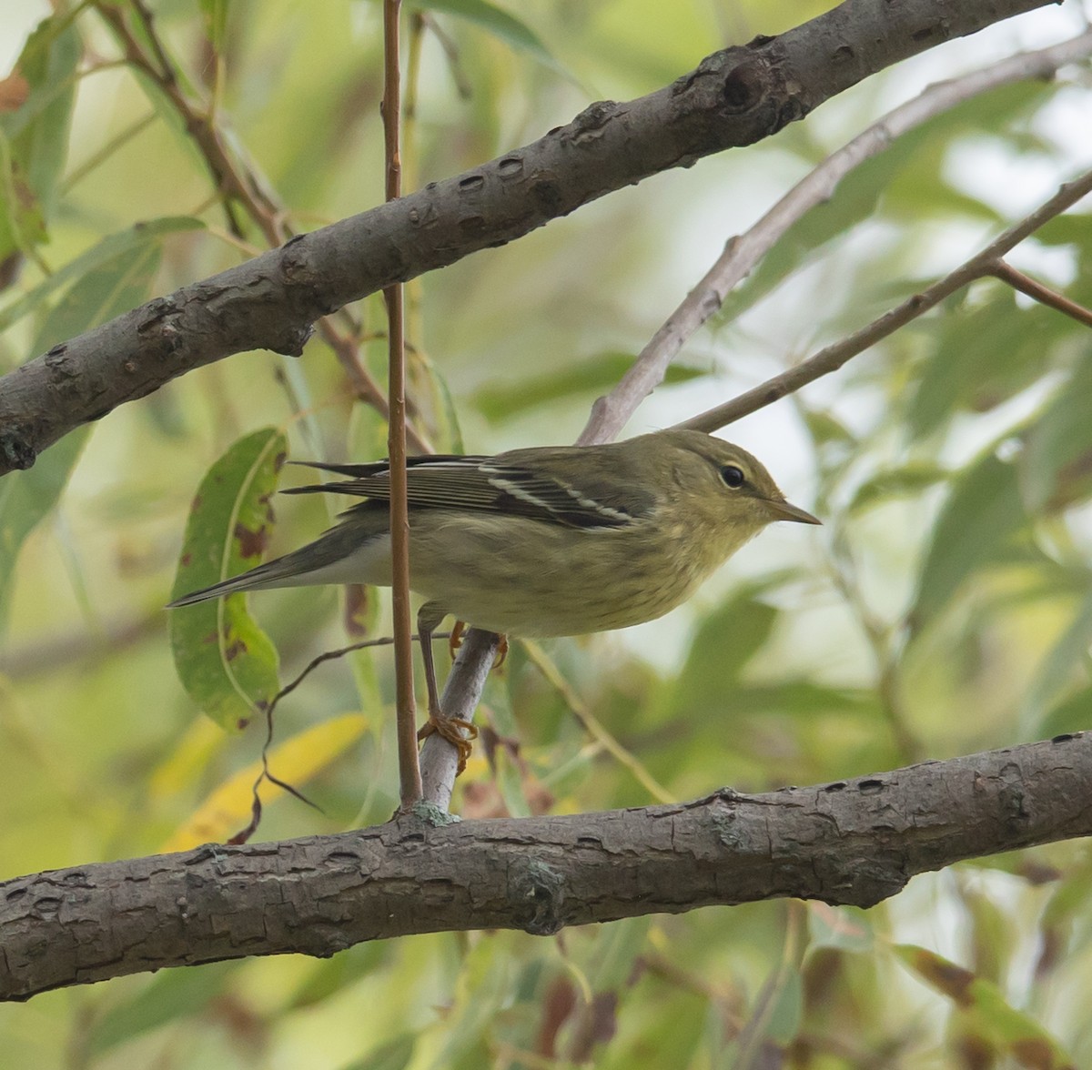 Blackpoll Warbler - ML642398793