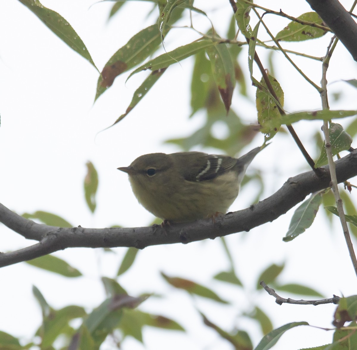 Blackpoll Warbler - ML642398794