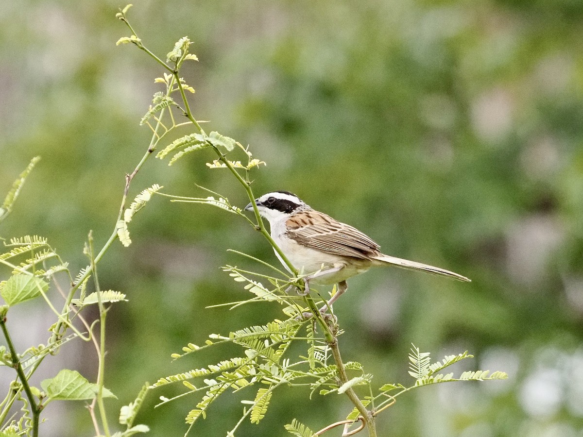 Stripe-headed Sparrow - ML642398799