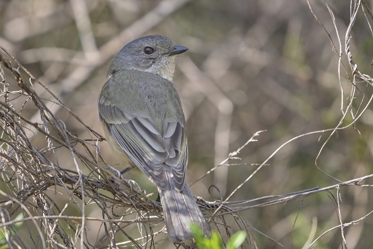 Golden Whistler - ML642398815