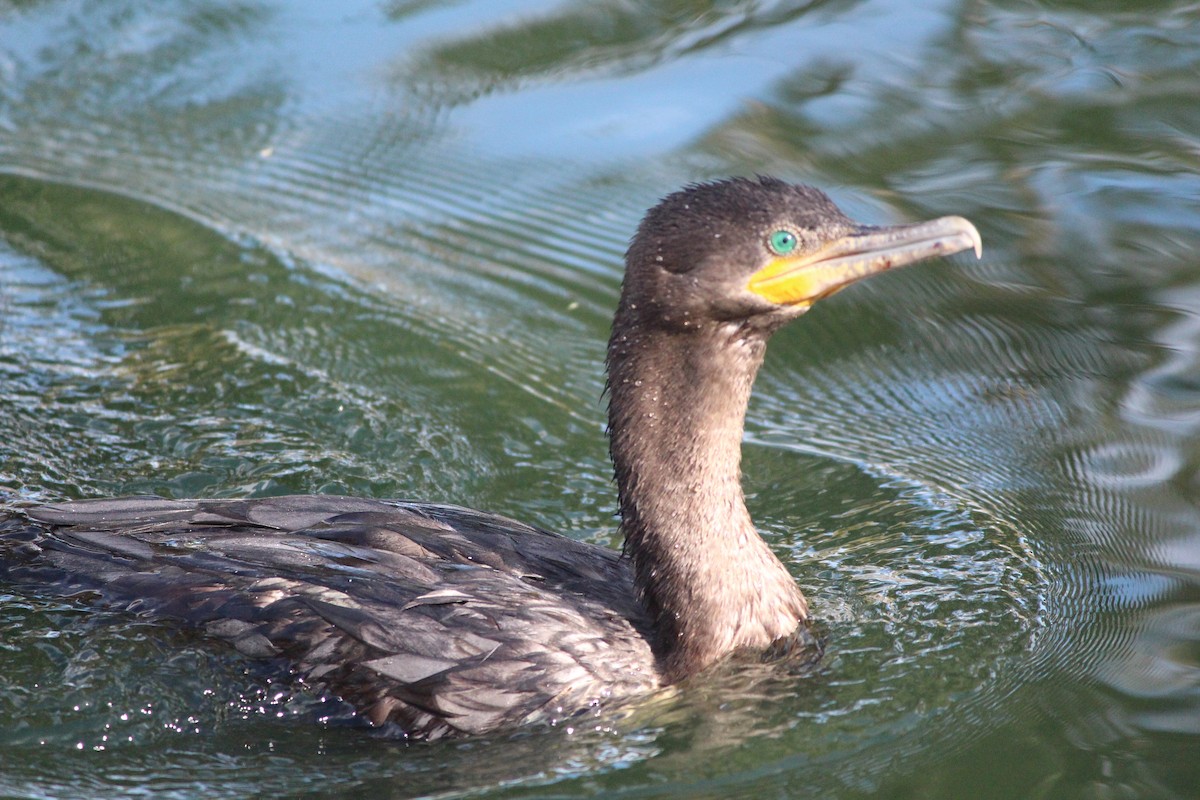 Cormorán Biguá - ML642398857