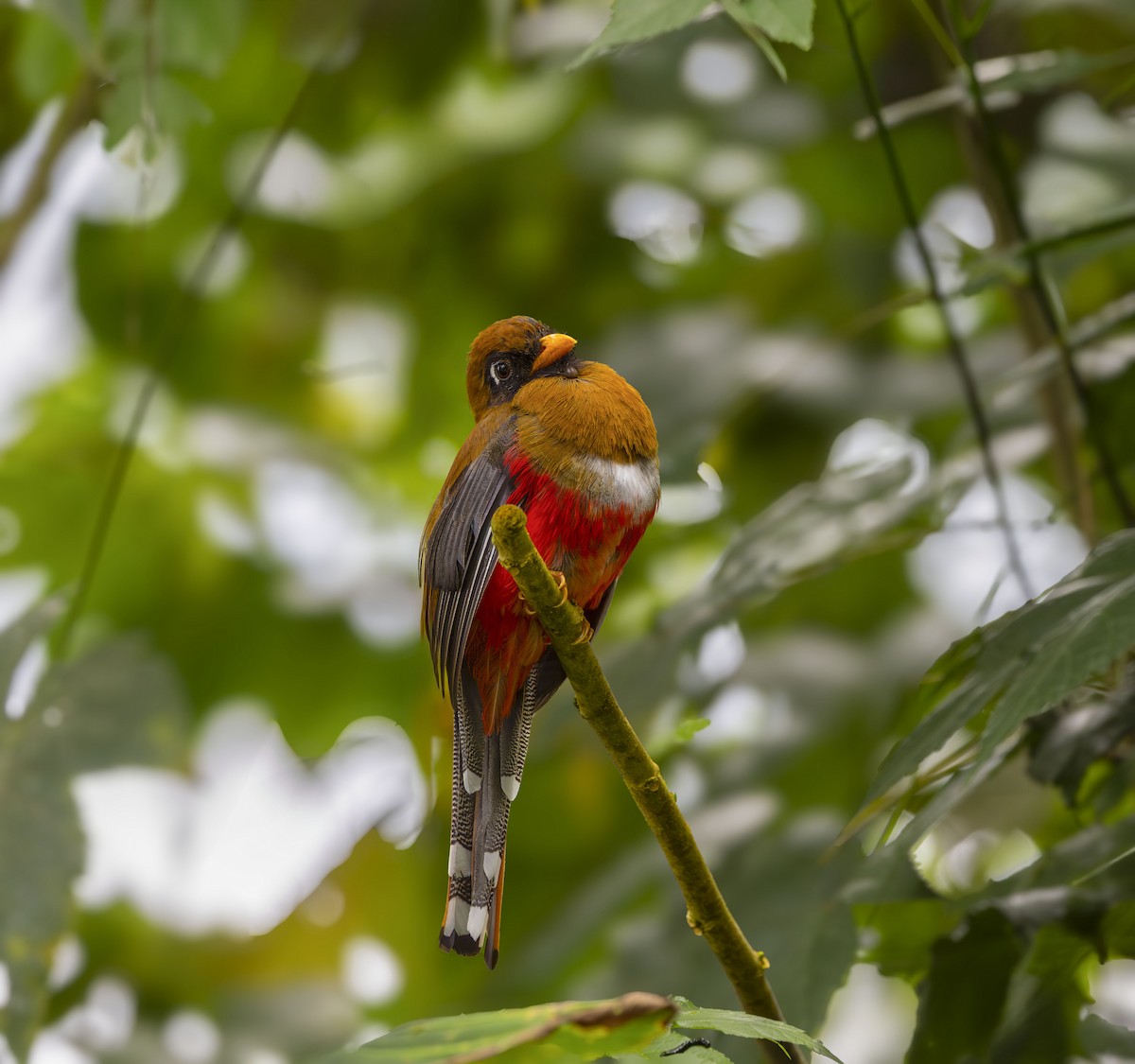 Trogon masqué - ML642398884