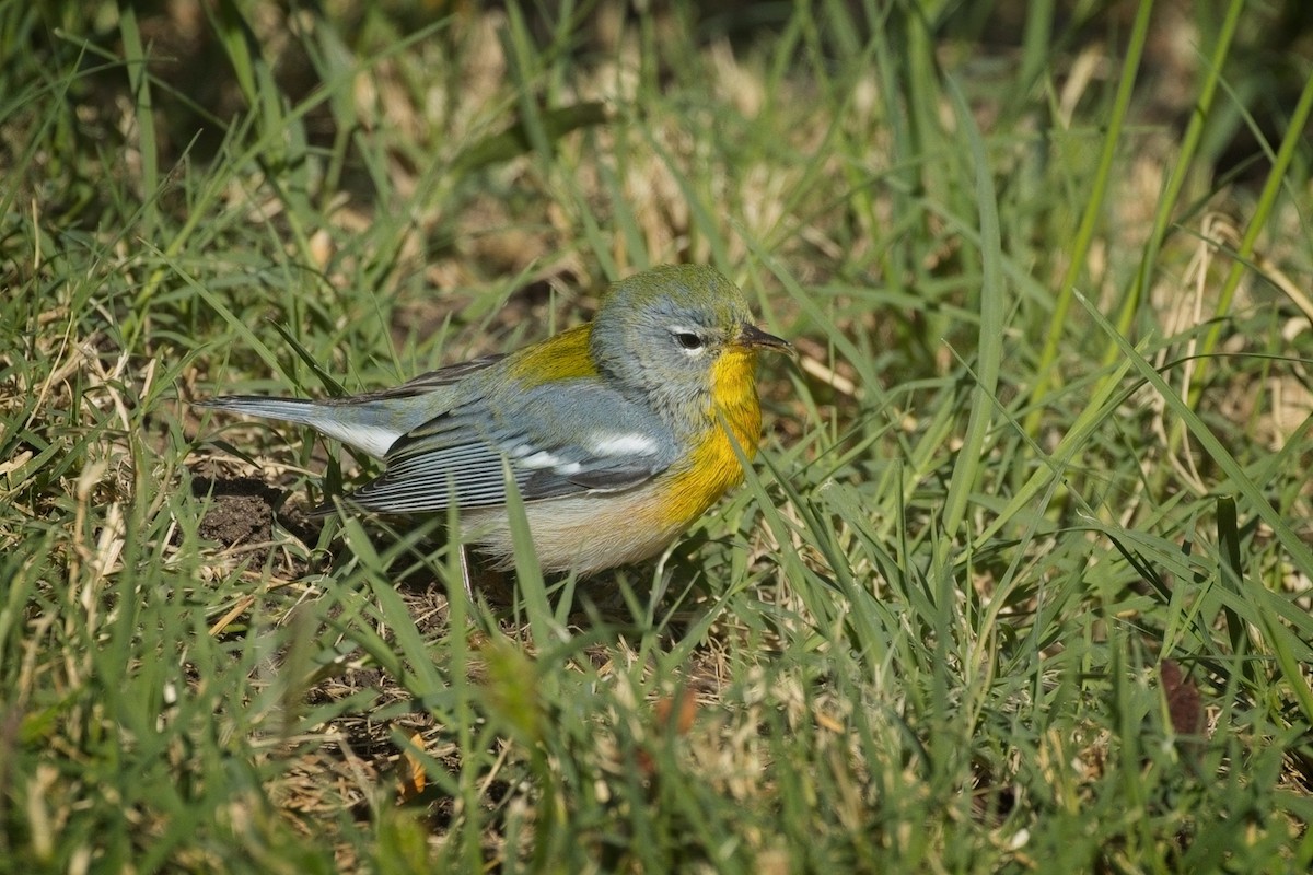 Paruline à collier - ML642398886