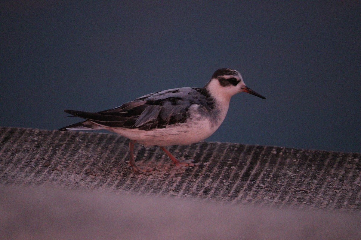 Phalarope à bec large - ML642398892