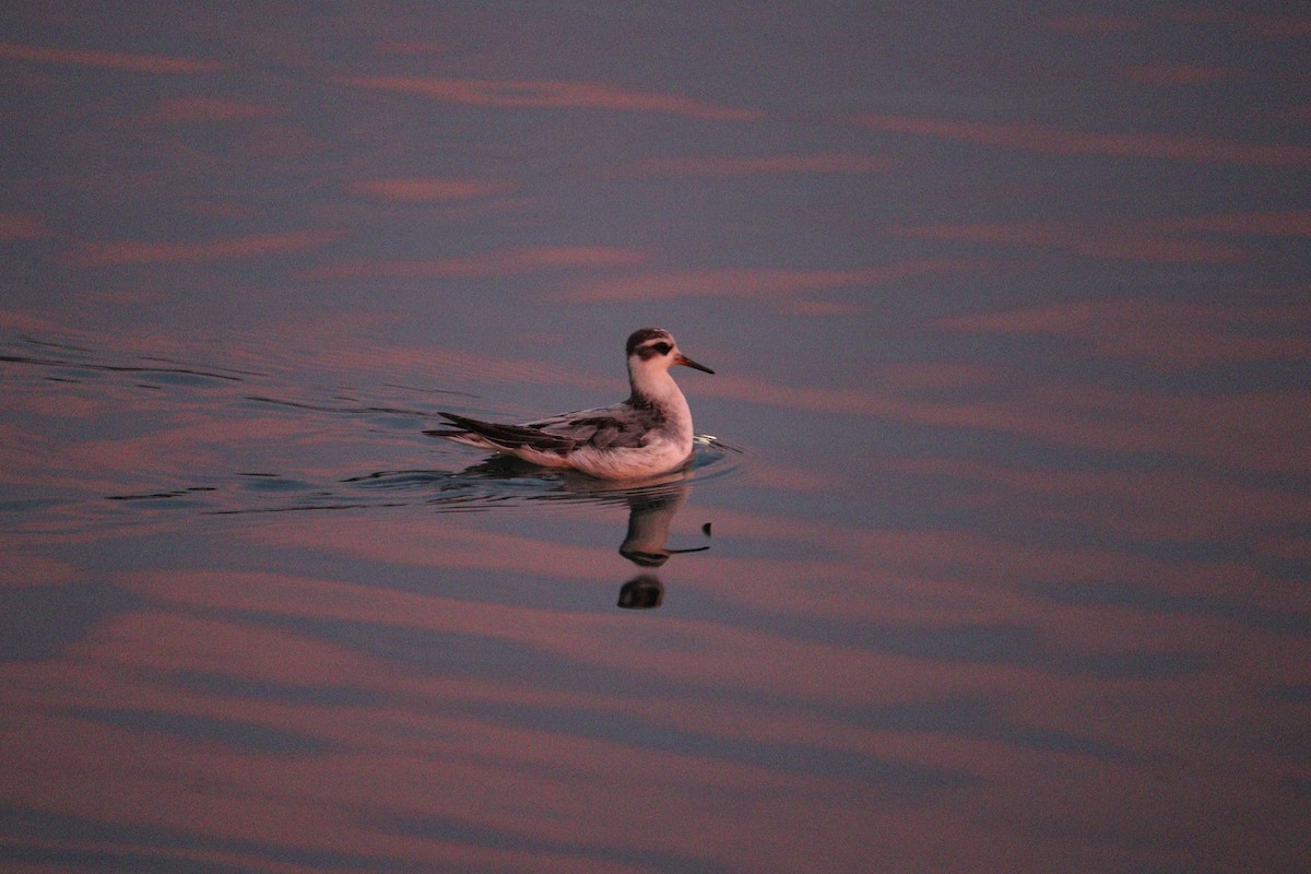 Phalarope à bec large - ML642398893