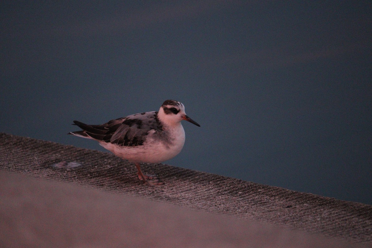 Phalarope à bec large - ML642398894