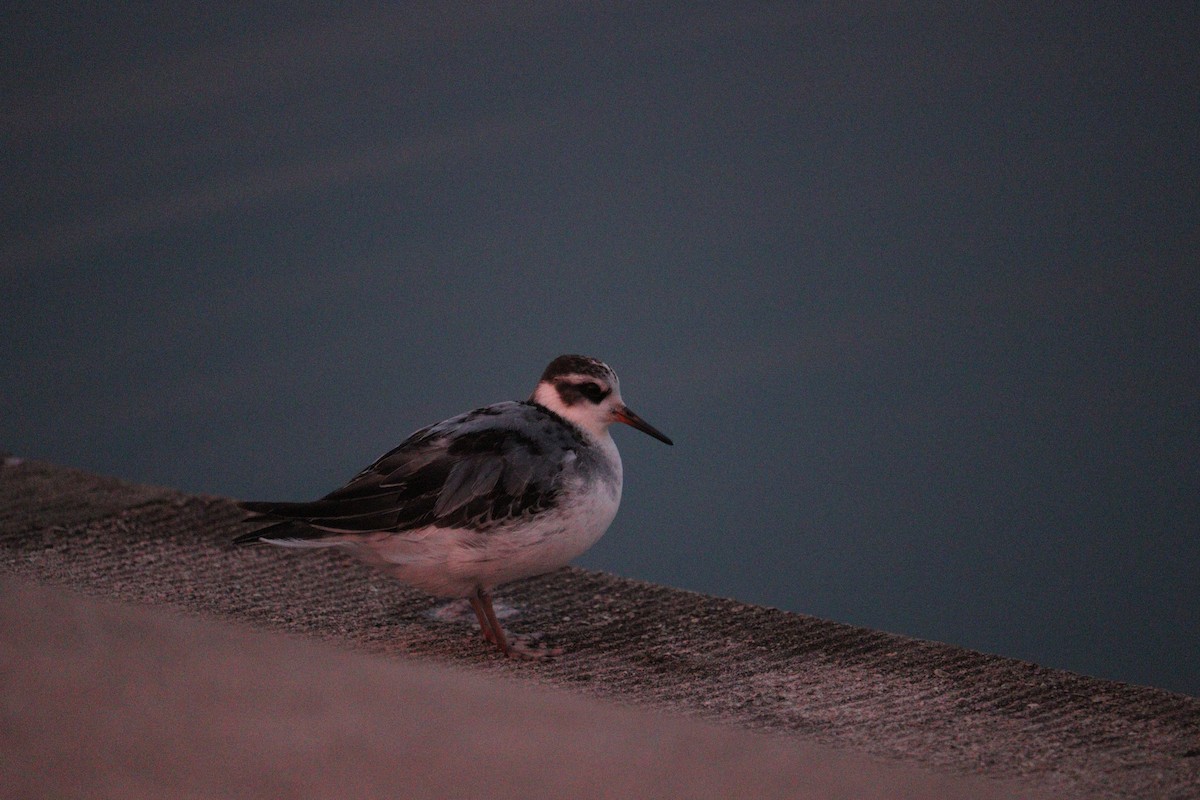 Phalarope à bec large - ML642398896