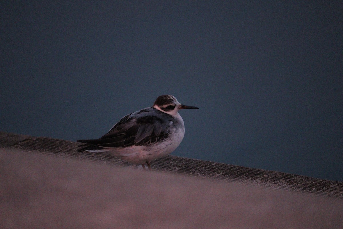 Phalarope à bec large - ML642398897