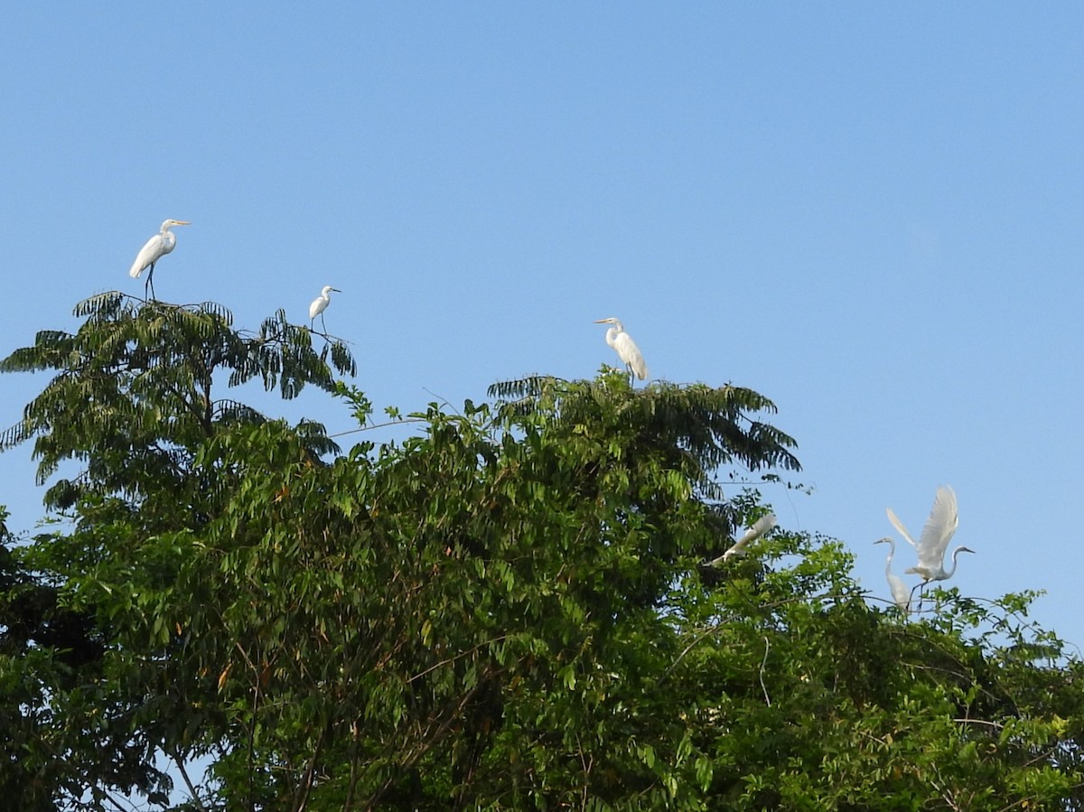 Grande Aigrette - ML642398902