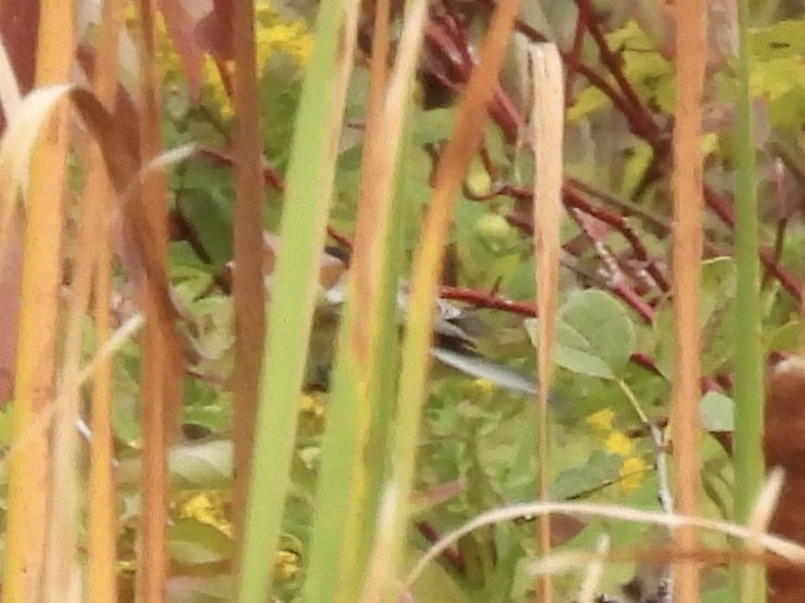 Mésange à tête noire - ML642398903