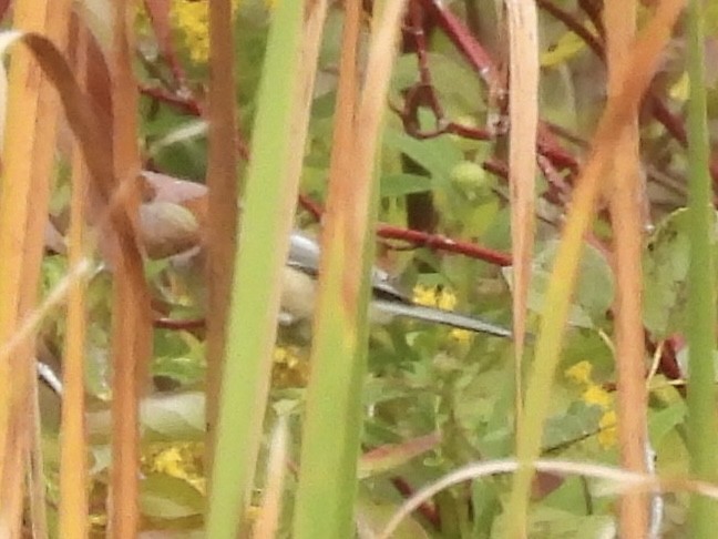 Mésange à tête noire - ML642398904